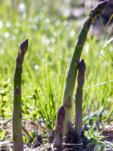 Asparagus just beginning to come out of the ground.