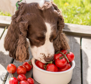 Chloe looking in her bowl that is fulll of tomatoes.