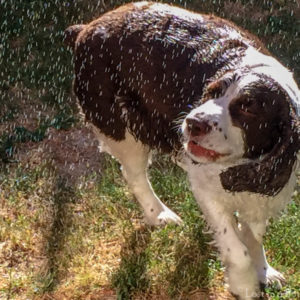 Chloe dog running through the sprinkler.