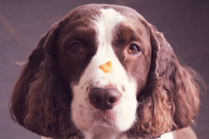Chloe dog with bisque on her nose.