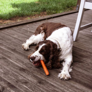 Chloe chewing on a carrot.