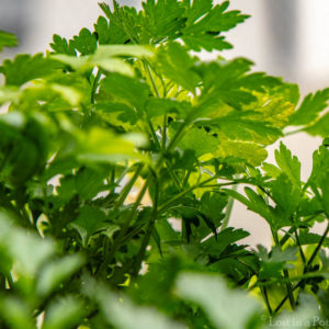 Parsley growing in a pot.