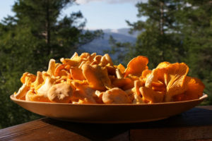 By Randi Hausken from Bærum, Norway (Chanterelle) [CC BY-SA 2.0 (https://creativecommons.org/licenses/by-sa/2.0)], via Wikimedia Commons