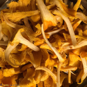 Cleaned and torn chanterelles. 
