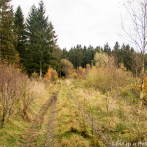 Logging road into the Billinge hunting area.