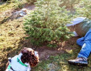 Chloe dog supervising the cutting of the tree.