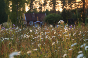 Swedish Summer wildflowers