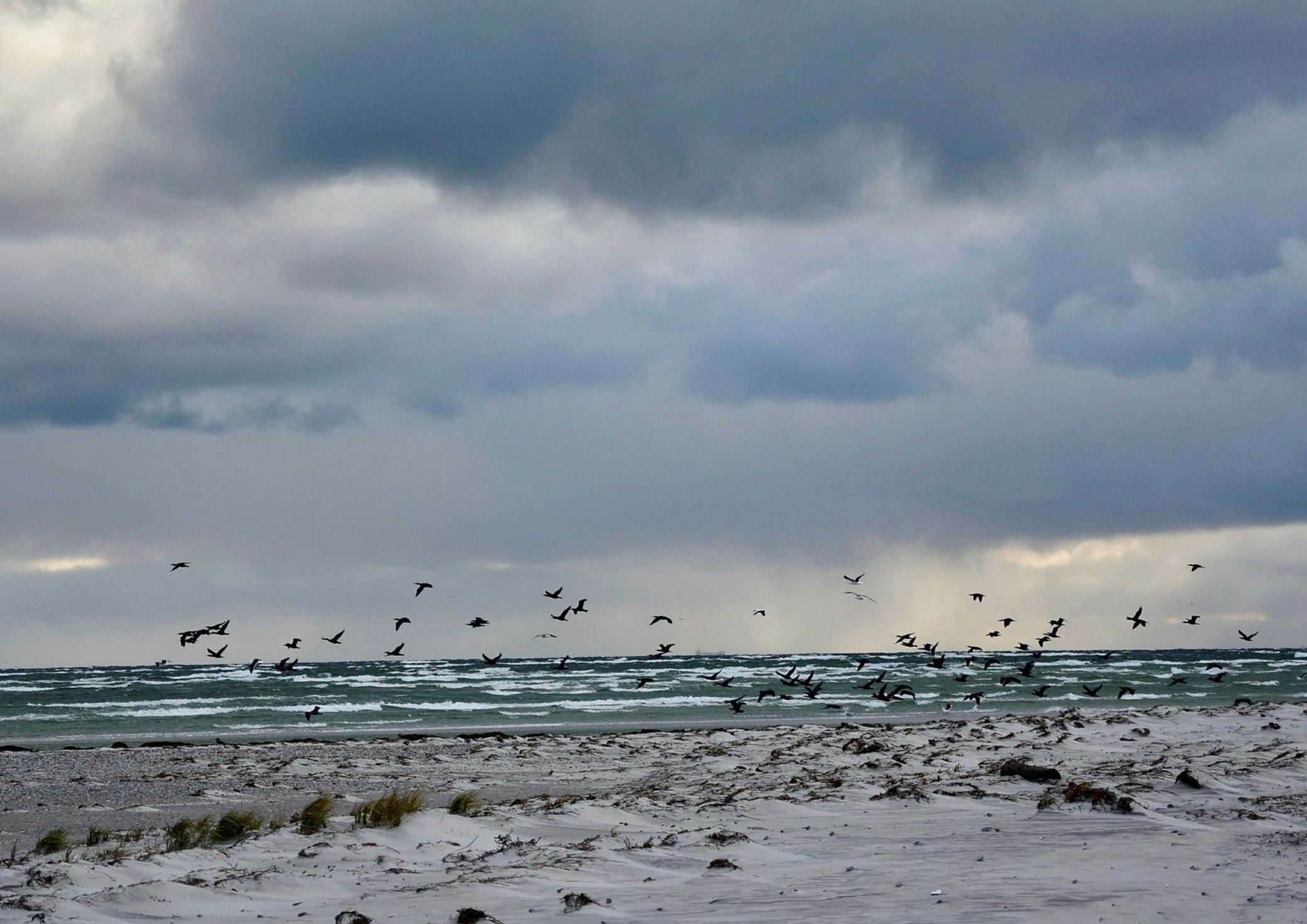 by Elin Wrethov birds over maklappen.jpg