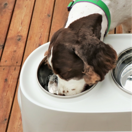 Little Miss Chloe dog eating her kibbles and whey.