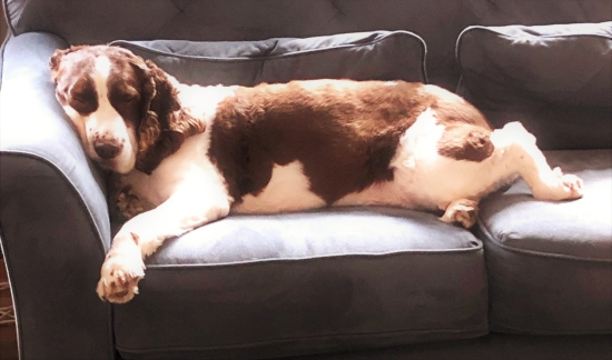 A sleeping Chloe dog. A sleeping Chloe dog.